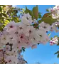 Zierkirsche 'Shirofugen' | Prunus serrulata 'Shirofugen'