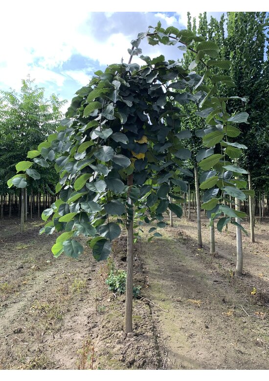 Hängeulme | Ulmus glabra 'Pendula'