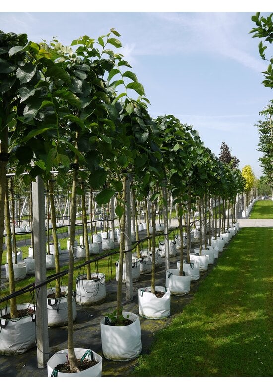 Hängeulme | Ulmus glabra 'Pendula'