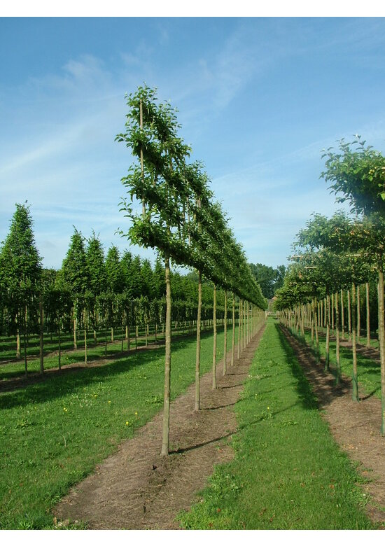 Zierapfel Spalierbaum | Malus 'Evereste'