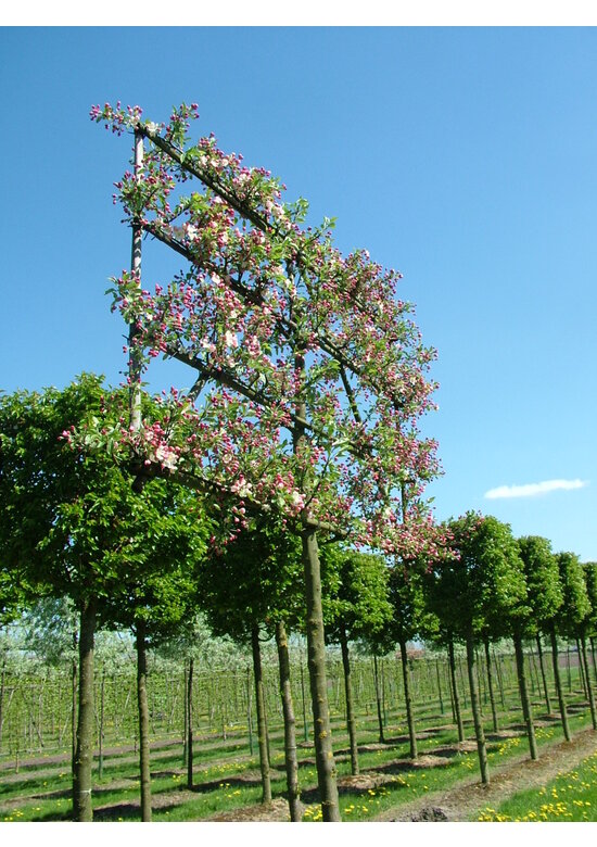 Zierapfel 'Evereste' als spalier | Malus 'Evereste'
