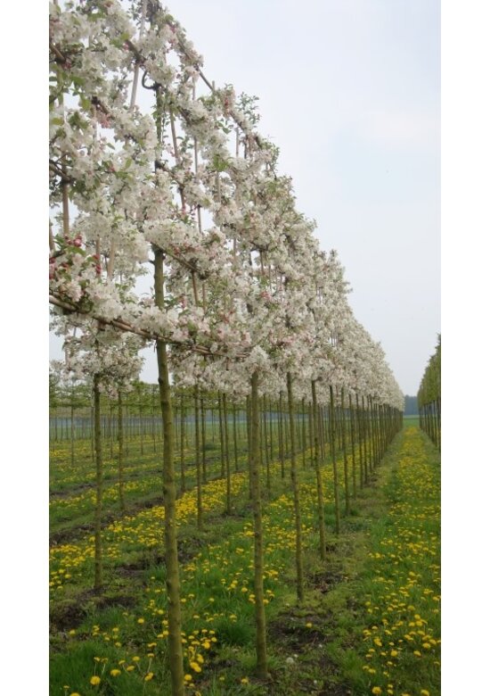Zierapfel Spalierbaum | Malus 'Evereste'