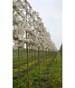 Zierapfel Spalierbaum | Malus 'Evereste'