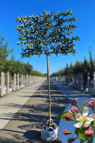 Zierapfel 'Evereste' als spalier | Malus 'Evereste'