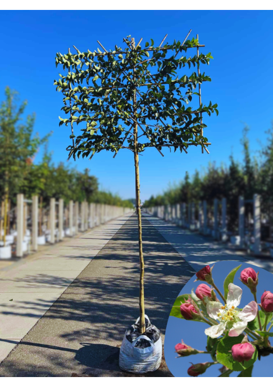 Zierapfel 'Evereste' - Spalierbaum | Malus 'Evereste'