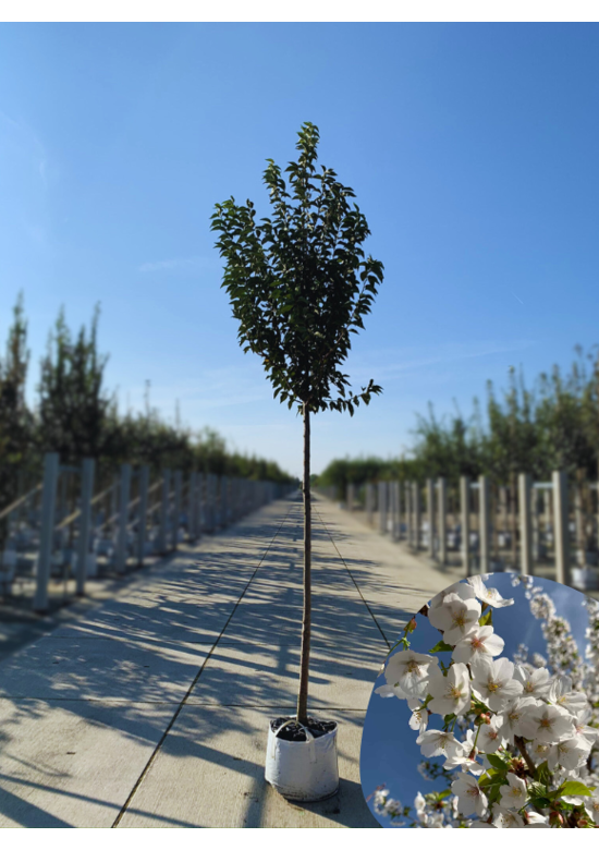 Zierkirsche 'Umineko' | Prunus 'Umineko'
