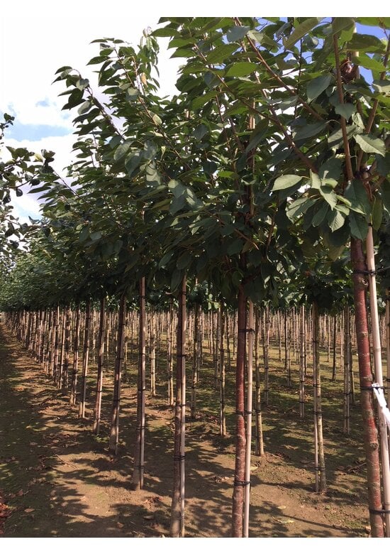 Süßkirsche 'Varikse Zwarte' | Prunus avium 'Varikse Zwarte'