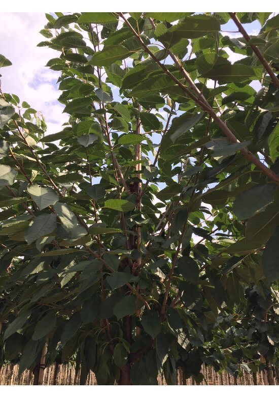 Süßkirsche 'Varikse Zwarte' | Prunus avium 'Varikse Zwarte'