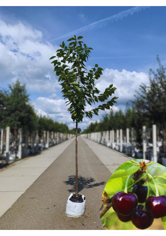 Süßkirsche 'Varikse Zwarte' | Prunus avium 'Varikse Zwarte'