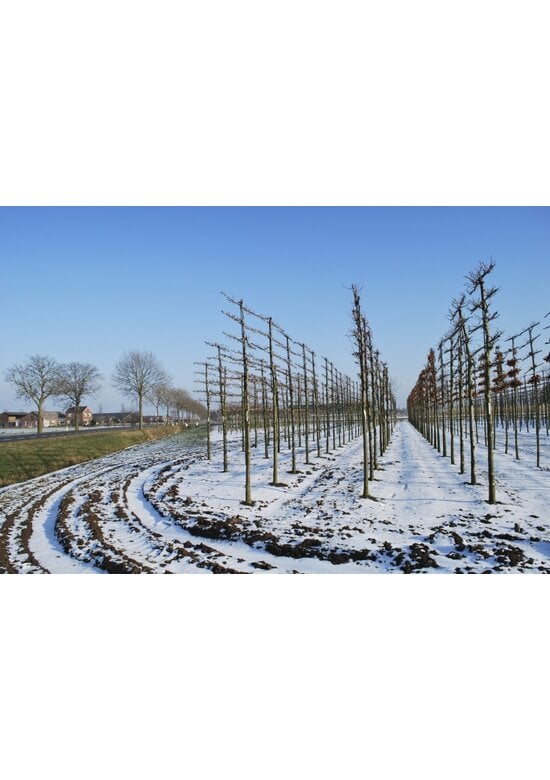 Spalierlinde  | Tilia Pallida