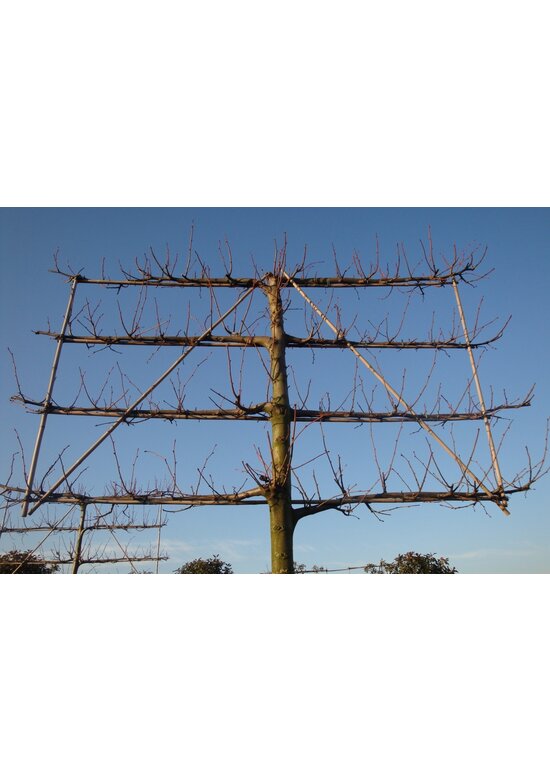 Spalierlinde  | Tilia Pallida