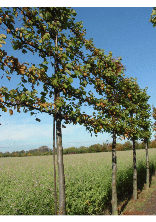 kaiserlinde spalier | Tilia europaea Pallida