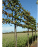 kaiserlinde spalier | Tilia europaea Pallida