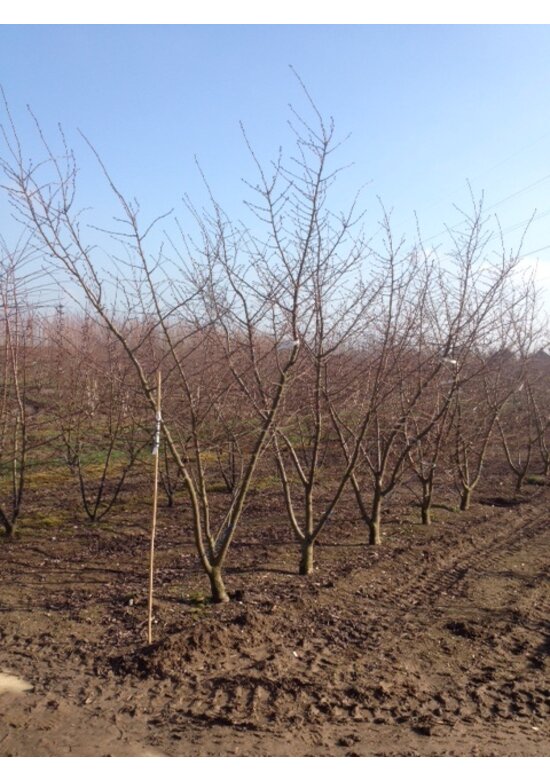Zierkirsche 'Accolade' - Mehrstämmig | Prunus 'Accolade' Zierkirsche 'Accolade' - Mehrstämmig | Prunus 'Accolade'