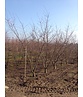 Zierkirsche 'Accolade' - Mehrstämmig | Prunus 'Accolade' Zierkirsche 'Accolade' - Mehrstämmig | Prunus 'Accolade'