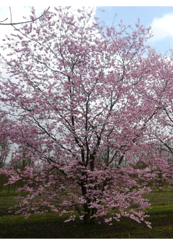 Zierkirsche 'Accolade' - Mehrstämmig | Prunus 'Accolade' Zierkirsche 'Accolade' - Mehrstämmig | Prunus 'Accolade'