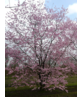 Zierkirsche 'Accolade' - Mehrstämmig | Prunus 'Accolade' Zierkirsche 'Accolade' - Mehrstämmig | Prunus 'Accolade'