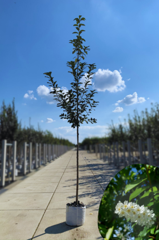 Traubenkirsche ‘Tiefurt’ | Prunus padus ‘Tiefurt’ Traubenkirsche ‘Tiefurt’ | Prunus padus ‘Tiefurt’