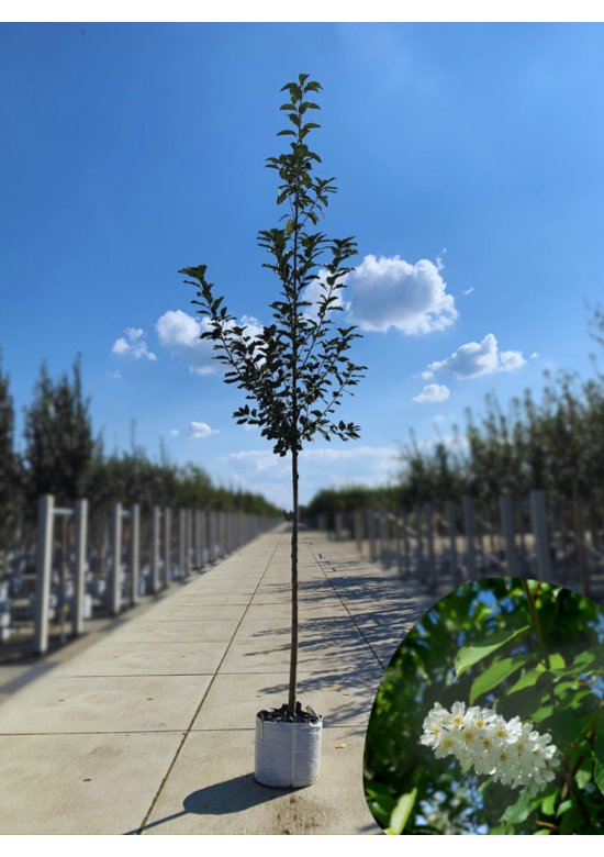 Traubenkirsche ‘Tiefurt’ | Prunus padus ‘Tiefurt’