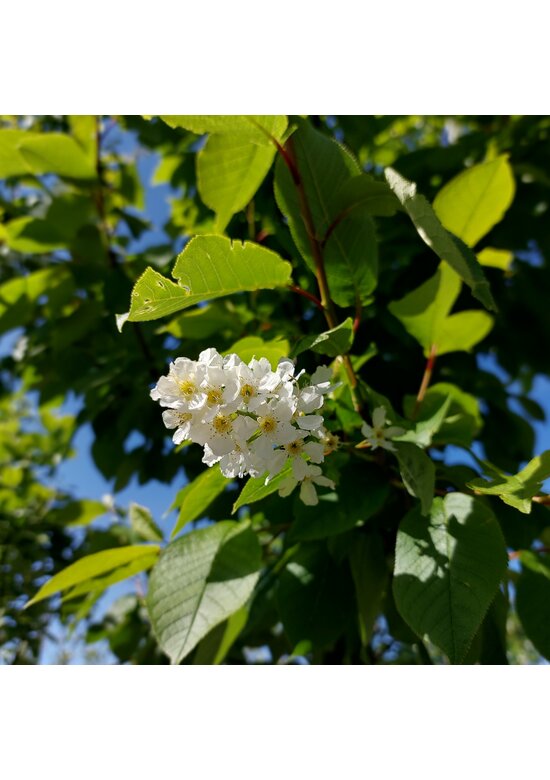Traubenkirsche ‘Tiefurt’ | Prunus padus ‘Tiefurt’