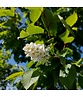 Traubenkirsche ‘Tiefurt’ | Prunus padus ‘Tiefurt’