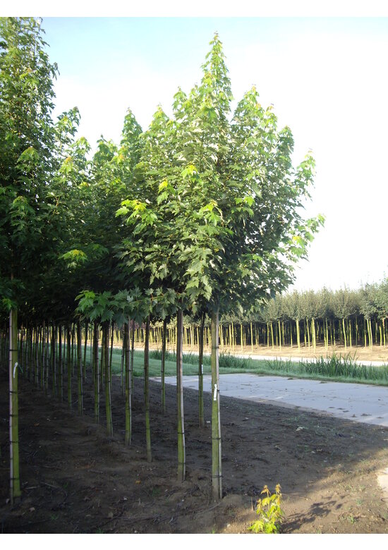 Herbst-Flammen-Ahorn 'Celzam' | Acer freemanii 'Celzam'