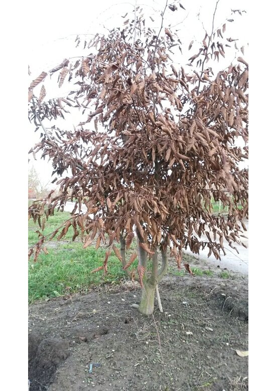 Hainbuche Mehrstämmig | Carpinus betulus