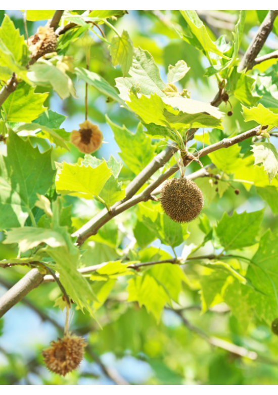Dachplatane | Platanus hispanica
