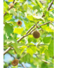 Dachplatane | Platanus hispanica Dachplatane | Platanus hispanica