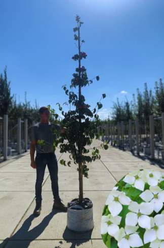 Chinesischer Blumen-Hartriegel 'Chinensis' | Cornus kousa 'Chinensis'