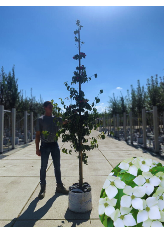 Chinesischer Blumen-Hartriegel 'Chinensis' | Cornus kousa 'Chinensis'
