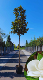 Immergrne Magnolie | 3 Jahre kostenlose Garantie - Venovi
