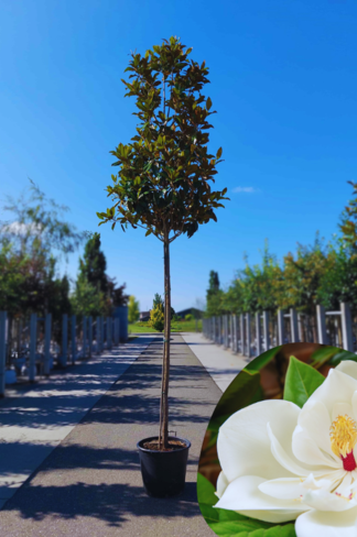 Magnolia grandiflora | Magnolia grandiflora