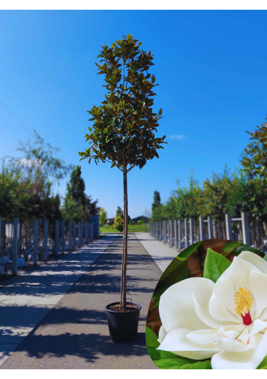 Magnolia grandiflora | Magnolia grandiflora