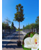 Magnolia grandiflora | Magnolia grandiflora