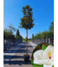 Magnolia grandiflora | Magnolia grandiflora