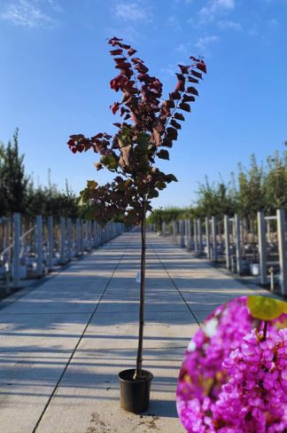 Judasbaum 'Forest Pansy' Hochstamm | Cercis canadensis 'Forest Pansy'