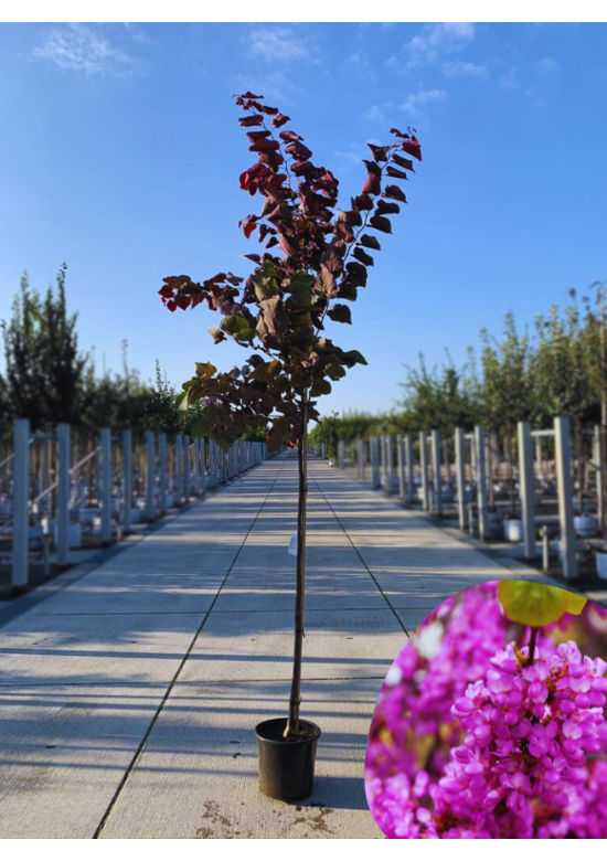 Judasbaum 'Forest Pansy' Hochstamm | Cercis canadensis 'Forest Pansy'