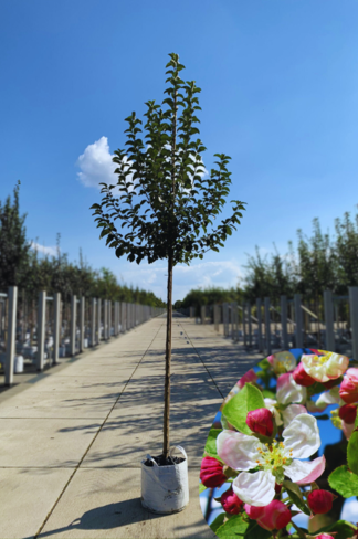 Zierapfel 'Evereste' | Malus 'Evereste' Zierapfel 'Evereste' | Malus 'Evereste'