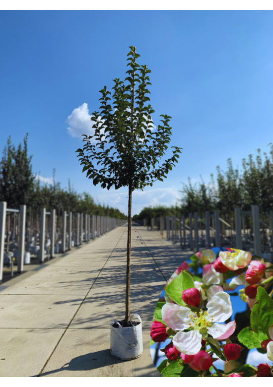 Zierapfel 'Evereste' | Malus 'Evereste'