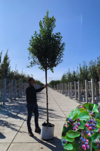 Säulen-Felsenbirne 'Rainbow Pillar' | Amelanchier 'Rainbow Pillar'