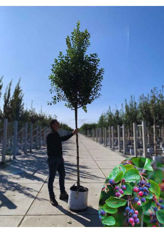 Säulen-Felsenbirne 'Rainbow Pillar' | Amelanchier 'Rainbow Pillar' Säulen-Felsenbirne 'Rainbow Pillar' | Amelanchier 'Rainbow Pillar'