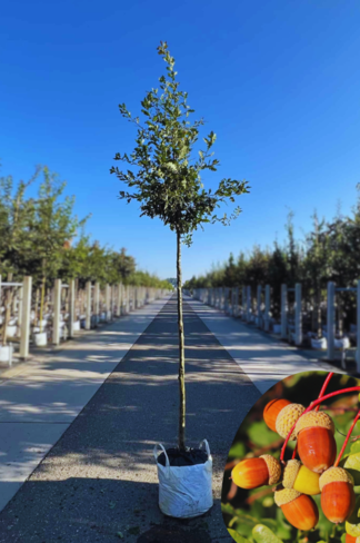 Stieleiche | Quercus robur