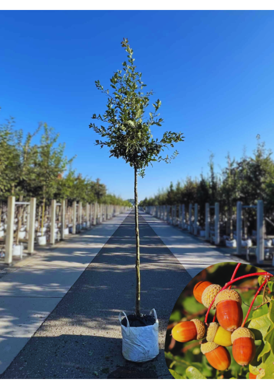 Stiel-Eiche - Sommer-Eiche | Quercus robur