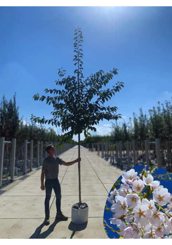 Tokio Kirsche | Prunus yedoensis