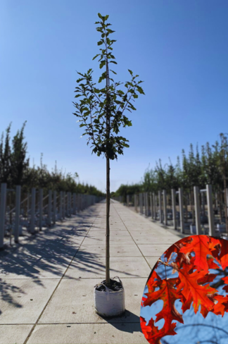 Amerikanische Roteiche | Quercus rubra Amerikanische Roteiche | Quercus rubra