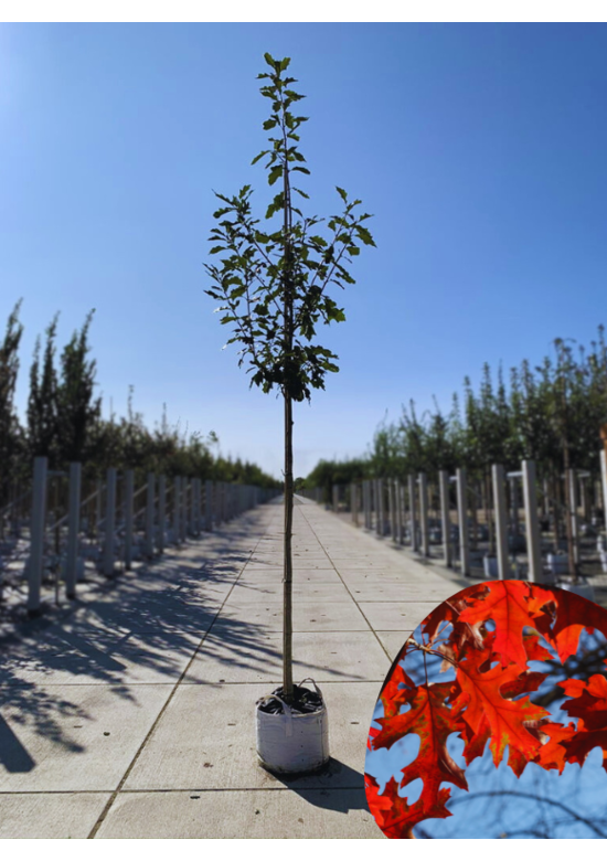 Amerikanische Roteiche | Quercus rubra