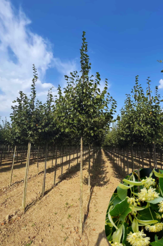 Amerikanische Stadtlinde 'Greenspire' | Tilia cordata 'Greenspire' Amerikanische Stadtlinde 'Greenspire' | Tilia cordata 'Greenspire'