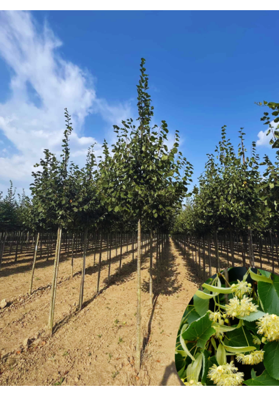 Amerikanische Stadtlinde 'Greenspire' | Tilia cordata 'Greenspire'