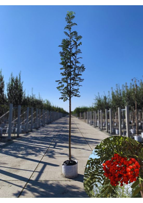 Vogelbeere - Eberesche | Sorbus aucuparia